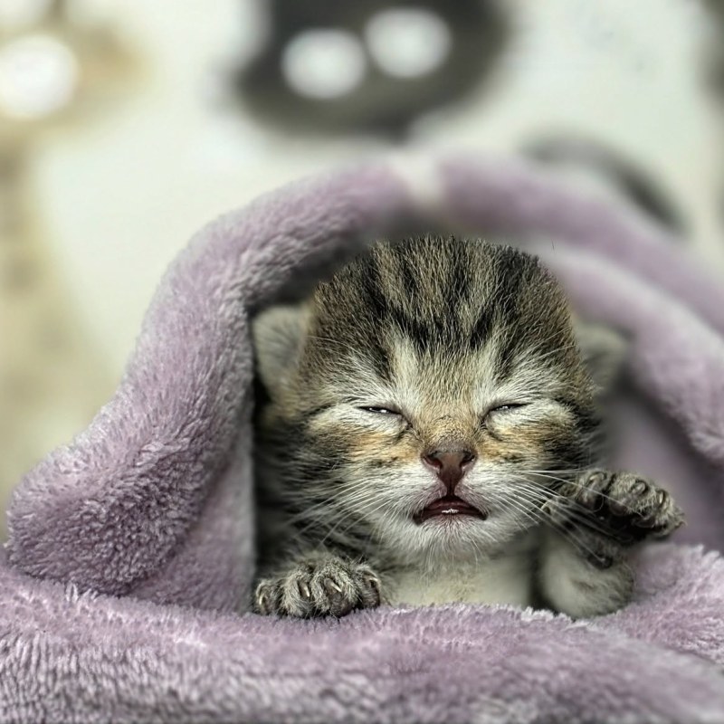 Erste Hilfe an der Katze
